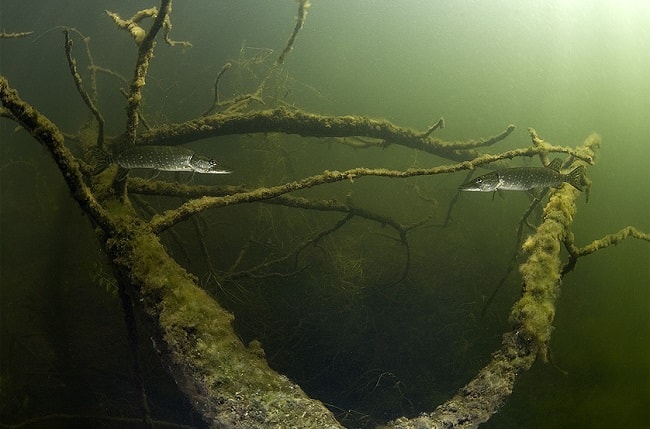 Опасные коряги под водой